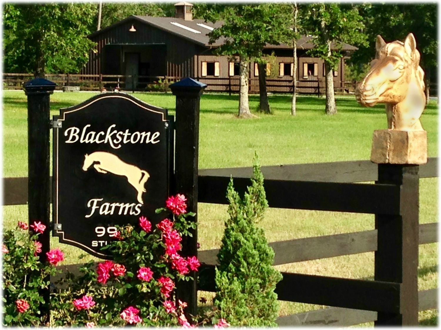Blackstone Farms Warmblood Horses for Sale
